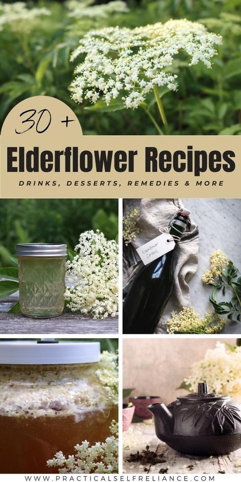 60+ Elderflower Recipes Herbalism For Beginners, Elderflower Drink, Diy Skincare Products, Elderflower Recipes, Elderflower Tea, Elderberry Benefits, Flowers Recipes, Elderflower Syrup, Elderberry Tea