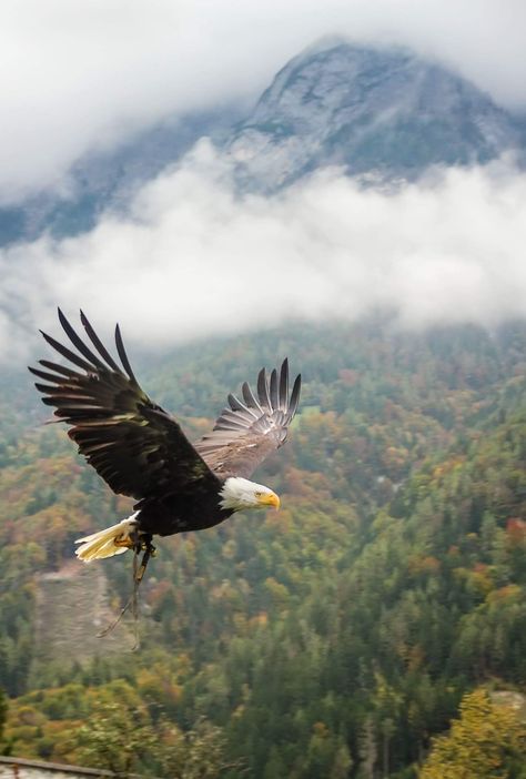 Birds Photography Nature, Eagle Drawing, Eagle Images, Eagle In Flight, Eagle Painting, Eagle Wallpaper, Eagle Pictures, Bird Pictures, Bird Photography