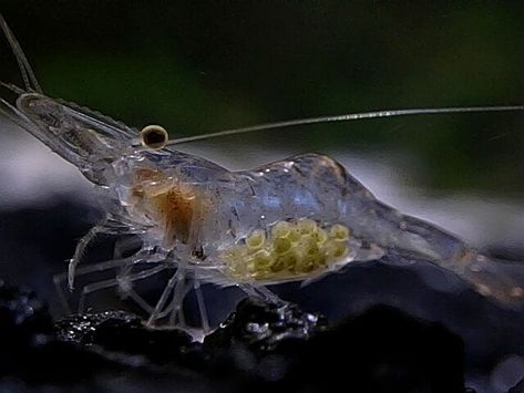 20 Live Hardy Freshwater Mississippi Grass Shrimp Palaemonetes kadiakensis Pk Swordtail Fish, Platy Fish, Ghost Shrimp, Amano Shrimp, South American Cichlids, Red Cherry Shrimp, Malawi Cichlids, Cherry Shrimp, Live Aquarium Plants