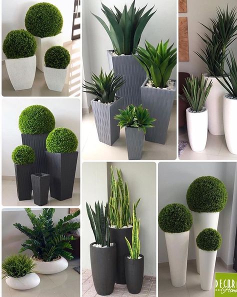 نباتات منزلية, Potted Plants Outdoor, Minimalist Garden, Garden Types, Plant Decor Indoor, Outdoor Gardens Design, House Plants Decor, Home Entrance Decor, Front Yard Garden