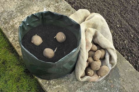 Our guide to growing potatoes in containers will show you everything you need to know. When To Plant Potatoes, Planting Seed Potatoes, Grow Potatoes In Container, Harvesting Potatoes, Container Potatoes, Seed Potatoes, Grow Potatoes, Potato Varieties, Irish Potatoes