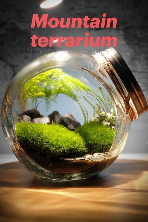 Closed terrarium inspired by a mountain landscape. Contains Asparagus, Fittonia and moss. Terrarium Closed, Nature Words, Moss Garden, Mountain Landscape, Green Thumb, Natural Wonders, Terrarium, Soil, Cookies Et Biscuits