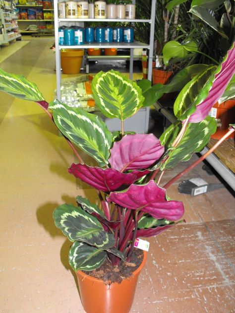 ROSE PAINTED CALATHEA Plants And Their Names, Garden Pot Plants, Prayer Plant Care, Plants In House, Calathea Roseopicta, Plant Vibes, Flowers At Home, Arrowhead Plant, Rose Gardening