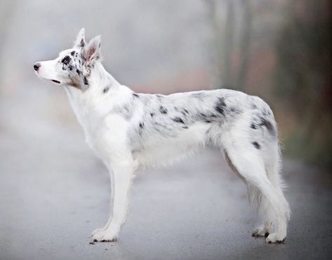 Slate Merle Border Collie, Red Merle Border Collie, Underwater Kingdom, Cat And Dog Photos, Pretty Puppies, Collie Breeds, White Border Collie, Kingdom Art, Beautiful Dog Breeds