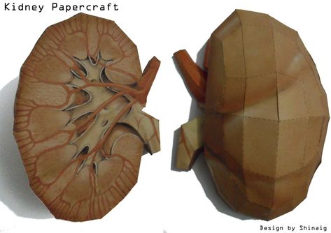 Model made in Maya and Papekura. U used paper weight 120g. Biology Experiments, Papercraft Download, Ap Biology, Sensory Art, Human Body Systems, Origami Crafts Diy, Red Brick House, Science Biology, Office Crafts