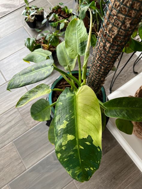 Philodendron Jose Bueno, Jose Buono, Inside Plants, Plants Indoor, House Plants Indoor, Plant Lover, Green Thumb, Indoor Plants, House Plants