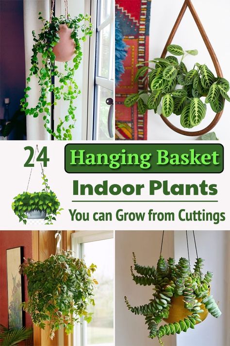 Hanging Basket Plants, Grow From Cuttings, Window Shelf For Plants, Recycled Garden Planters, Garden Planter Ideas, Hanging Plants Outdoor, Growing Vines, Plant Hanging, Easy Plants To Grow