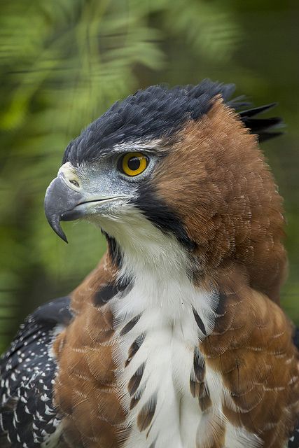 Ornate Hawk Eagle by Official San Diego Zoo on Flickr*  i like this look for one character in particular. It's a perfect match Ornate Hawk Eagle, Regard Animal, Hawk Eagle, Regnul Animal, Animal Reference, Bird Of Prey, Kinds Of Birds, The Eagles, Exotic Birds