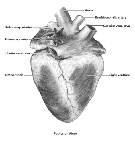 Heart Dissection | Carolina Biological Supply Heart Dissection, Pig Heart, Become A Flight Attendant, Lab Safety, Heart Anatomy, Flight Attendant, Teacher Resources, Anatomy, Sheep