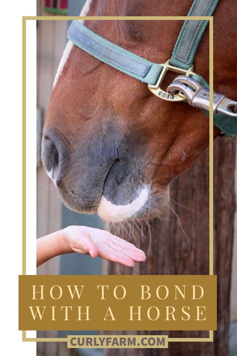 4 Things Horses Like: How to Bond with a Horse - CurlyFarm.com How To Bond With Your Horse, Horse Bonding, English Horseback Riding, Irish Horse, Trail Riding Horses, Horse Farm Ideas, Horsey Life, Mini Horses, Horse Information