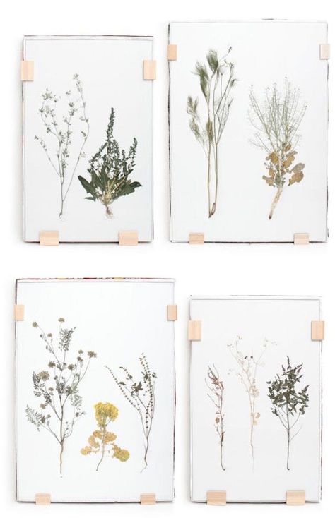 Art in an Instant: 12 Quick Ideas Using Floating Glass Frames Greenery Prints, Pressed Plants, Dried Foliage, Koti Diy, Framed Plants, Pressed Flower Art, Handmade Home Decor, Art Display, My New Room