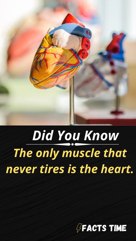 HUMAN HEART FACT|AMAZING FACT|FACTS TIME Human Heart Facts, Cardiac Muscle, Heart Facts, Human Body Facts, Cool Science Facts, Interesting Facts About World, Amazing Science Facts, Small House Design Plans, Medical Knowledge