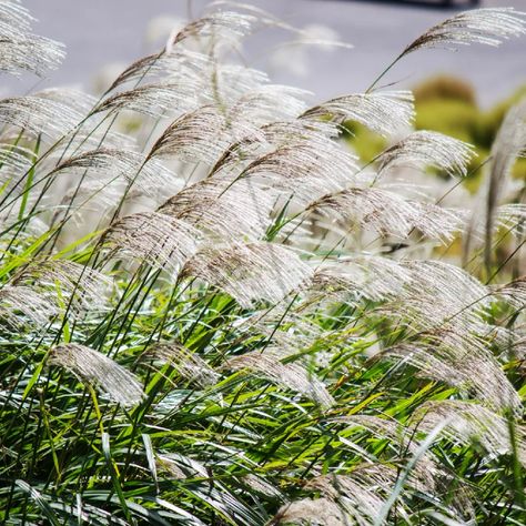 Ornamental Grasses For Shade, Garden Renovation Ideas, Garden Landscaping Backyard, Miscanthus Sinensis, Shade Grass, Australian Native Garden, Perennial Grasses, Ornamental Grass, Types Of Grass