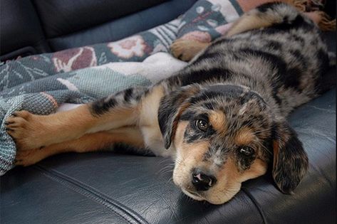 Australian Shepherd Lab Mix – Meet the Aussiedor - My Dog's Name Australian Shepherd Lab Mix, Mini Aussie Shepherd, Australian Shepard Mix, Lab Mix Puppies, Aussie Shepherd, Australian Shepherd Mix, Hybrid Dogs, Australian Shepherd Dogs, Puppy Names