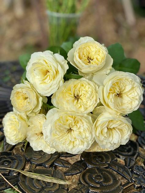 White Vuvuzela Roses, White