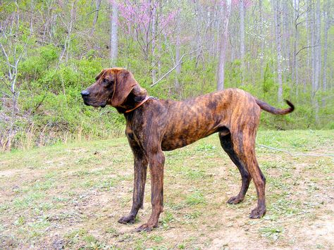 Plot Hound, Plott Hound Brindle, Plott Hound Puppy, American Leopard Hound, Brindle Dog, Coon Hunting, Hound Dog Breeds, Hound Breeds, Plott Hound