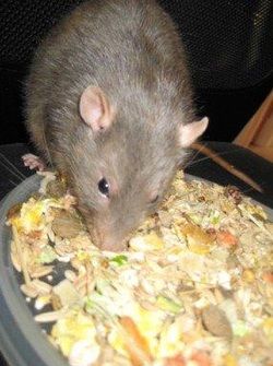 There are several commercially available rat mixes or mueslis on the market at the current time.  These are different from the pellets in the fact they are based on whole grains, seeds, pulses and... Rat Pet, Rat Food, Home Made Food, Dry Mixes, Rat Cage, Pet Rats, Whole Grains, Healthy Pets, Pet Puppy