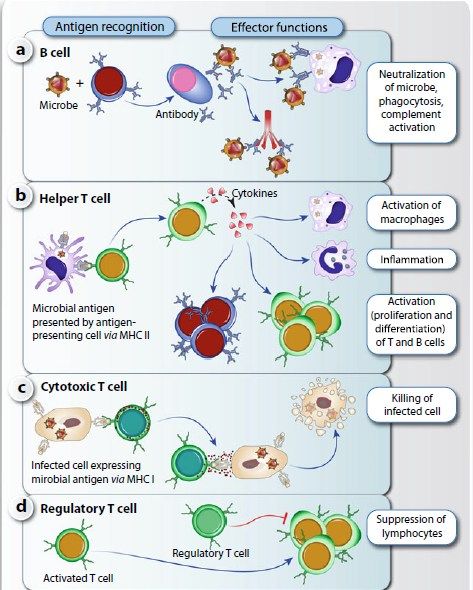 Effector functions of B and T cells👇 📎B cells exhibit their effector functions through the recognition of diverse antigens via their B cell receptors (BCRs). Upon encountering antigens, B cells undergo activation and differentiation into antibody-secreting plasma cells (a). These plasma cells play a pivotal role in humoral immunity by producing large quantities of antibodies that target and neutralize pathogens. 📎T helper (TH) cells execute their effector functions by detecting antigens dis... Adaptive Immune System, T Cells, Human Physiology, Study Hacks, Dna Sequence, B Cell, T Cell, Nanotechnology, Study Tips