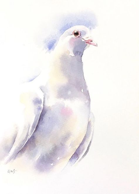 Watercoloring Ideas, Spencerian Calligraphy, Wildlife Watercolor, White Pigeon, Watercolor Projects, Loose Watercolor, Sketch Inspiration, Ap Art, Bird Pictures