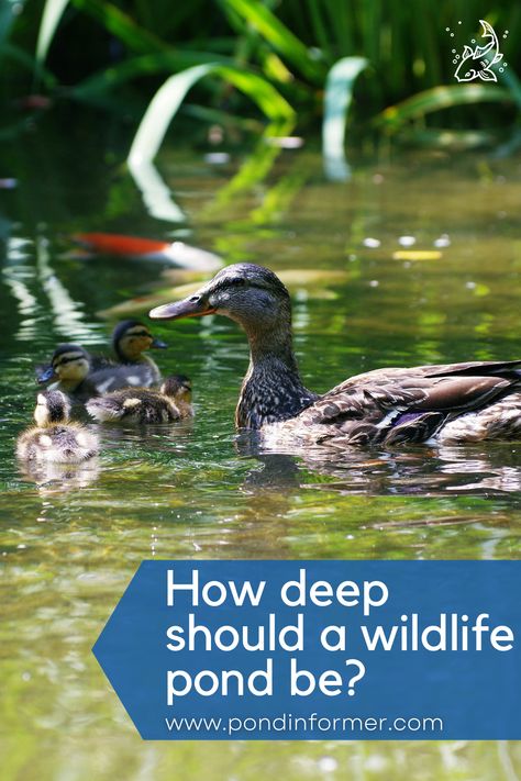 Guide to wildlife pond depth, with information on the importance of depth gradients, shallow wildlife ponds, the dangers of deep wildlife ponds, and more. Large Wildlife Pond, Man Made Fishing Pond, Wildlife Water Station, Wildlife Pond Ideas, Wild Backyard, Wildlife Ponds, Pond Building, Pond Habitat, Wildlife Pond