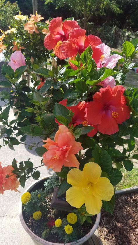 My multicolored hibiscus tree. Including marigolds. Hibiscus Benefits, Hibiscus Tree, Bush Plant, Home Flowers, Garden Diy, Horticulture, Planting, Hibiscus, Flower Garden