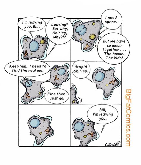 Phases Of Mitosis Drawing, Cell Cycle And Mitosis, Stages Of Mitosis, Mitosis And Meiosis Memes, Science Comics, Cell Biology Memes, Cell Cycle, Microbiology, Comic Collection