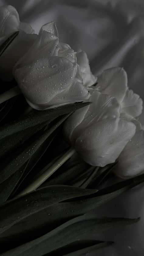 White Tulips, Group Chat, Tulips, White