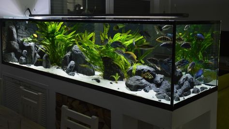 Aquarium Hauptansicht von Malawi Predator Bay Cichlid Aquarium, Wall Aquarium, Cool Fish Tanks, Fish Tank Design, Aquascape Design, Fresh Water Fish Tank, Aquarium Landscape, Aquascape Aquarium, Cool Fish