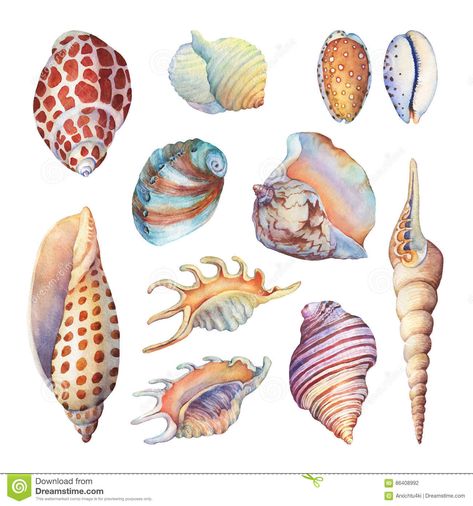 Set Of Underwater Life Objects - Illustrations Of Various Tropical Seashells And Starfish. Stock Illustration - Illustration of draw, coast: 86408992 - MEETING ROOM ARTWORK2 Seashell Clipart, Seashell Illustration, Fish Clipart, Coral Watercolor, Stella Marina, Watercolor Fish, Underwater Life, Sea Art, Ocean Animals