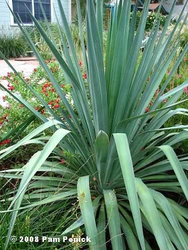 Bulbine Frutescens, Desert Landscape Design, Salvia Greggii, Tall Flowers, Side Yard, Desert Landscaping, Drought Tolerant, Late Summer, Green Plants