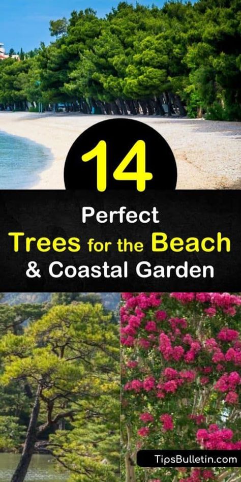 Learn how to grow the perfect trees for your coastal yard to create a beautiful seaside oasis. It’s important to choose drought and sun tolerant trees that handle strong winds and salt spray, such as the live oak or cabbage palmetto tree. #treesforthebeach #coastal #trees #coast Yard With Trees, Coastal Landscaping Ideas, Coastal Trees, Coastal Yard, Beach House Landscaping, Canary Island Date Palm, Plum Trees, Beach Plum, Coastal Landscaping