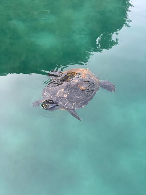 Turtle in the cournas-lake in creta Turtle Lake, Turtles, Aesthetic Pictures, Lake, Animals, Quick Saves