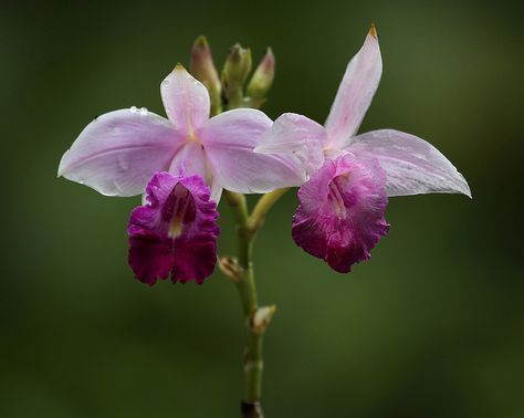 Bamboo Orchid by Ingeborg van Leeuwen, via Flickr Bamboo Orchid, Hand Clay, Butterfly Photography, Orchid Cactus, Clay Flower, Beautiful Orchids, Growing Flowers, Flower Images, Wildlife Photography