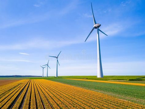 Windmill park in a field of tulip flowers, drone aerial view of windmill turbines green energy royalty free stock photo Windmill Energy, Tulip Fields, Green Energy, Tulips Flowers, Aerial View, The Netherlands, Tulips, Netherlands, Art Reference