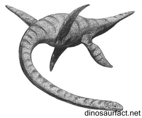 The name #Dactylosaurus is derived from the Greek relevance of daktulos which means finger and saurus refer to lizards. Rare Albino Animals, Group Of Dogs, Loch Ness Monster, Outlander Fan, Loch Ness, American Kennel Club, Prehistoric Animals, Sporting Dogs, Portsmouth