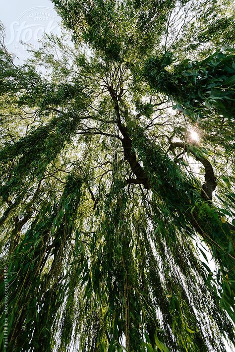 Looking to the top of a Weeping Willow tree. There's just something magical about weeping willows. Weeping Willow Tree Wallpaper, Willow Tree Wallpaper Aesthetic, Weeping Willow Wallpaper, Aesthetic Tree Pictures, Weeping Willow Tree Aesthetic, Willow Tree Aesthetic, Willow Tree Photography, Willow Aesthetic, Under A Willow Tree