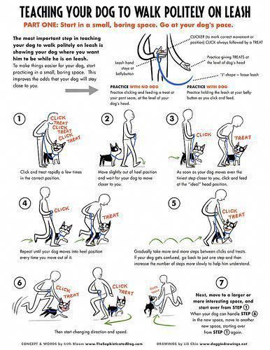 Puppy Culture Training, Puppy Leash Training, Leash Training Puppy, Lou Dog, Training Puppies, Loose Leash Walking, Fu Dog, Cesar Millan, Leash Training