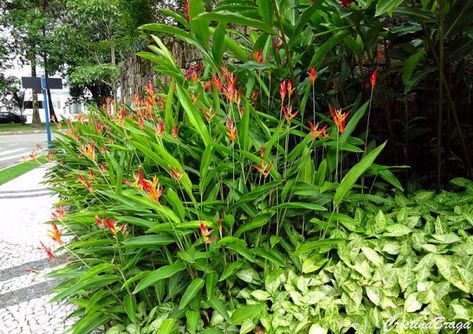 Heliconia psittacorum Heliconia Psittacorum, Heliconia Plant, Tropical Backyard Landscaping, Balinese Garden, Planting Combinations, Australian Native Garden, Villa Garden, Tropical Garden Design, Tropical Backyard