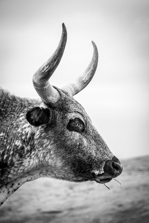 Black Western Wallpaper, Black And White Western Pictures, Black And White Cow Pictures, Longhorn Black And White, Black And White Cowboy Photography, Black And White Cattle Photography, Cow Photography, Cowboy Photography, Cow Wallpaper