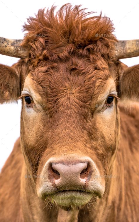 Cow Close Up, Nose References, Bull Photo, Head References, Cow Nose, Cow Eyes, Rodeo Art, Cow Portrait, Neck Drawing