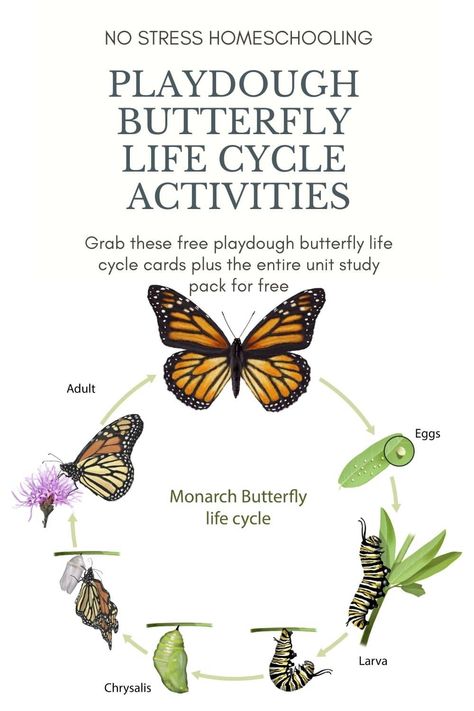 Butterfly Life Cycle Printable, Praying Mantis Life Cycle, Ladybug Life Cycle Activities, Cycle Of Butterfly, Preschool Insects Activities, Frog Life Cycle Craft, Frog Life Cycle Activities, Sea Turtle Life Cycle, Life Cycles Preschool