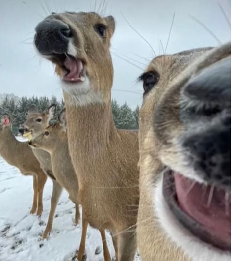 Funny Deer, Deer Photos, Deer Pictures, Cute Deer, Funny Animal Photos, Pretty Animals, Cute Animals Images, Funny Animal Jokes, Cute Horses