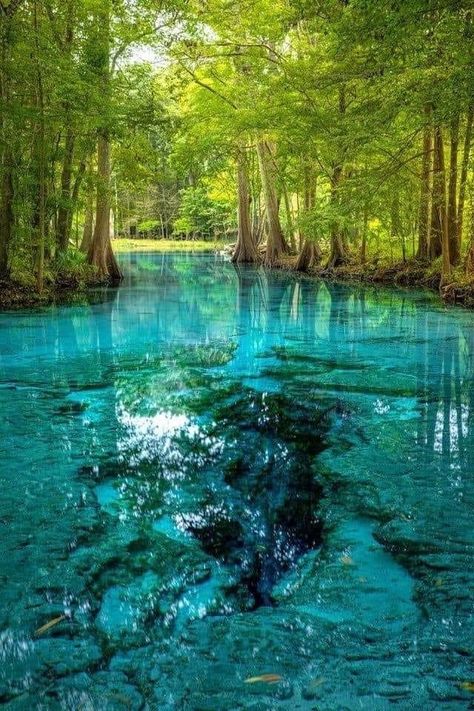 Ginnie Springs, Florida Springs, Mystical Places, Nature Wallpapers, Florida Vacation, Florida Travel, Beautiful Places To Travel, Fort Myers, Beautiful Places To Visit