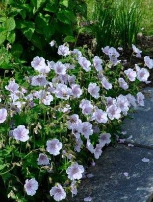 Perennial Geraniums, Geranium Himalayense, Bush House, Hydrangea Tree, White Flowering Plants, Cranesbill Geranium, Hardy Geranium, Planting Plan, Cottage Garden Plants