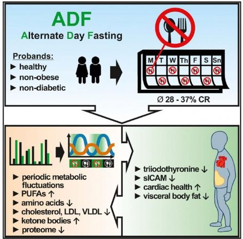 Alternate Day Fasting Aids Weight Loss with Evidence of Cardiovascular Benefits Calorie Restriction, Different Diets, Science Notes, Body Composition, Bone Health, Clinical Trials, Best Diets, Intermittent Fasting, Body Fat