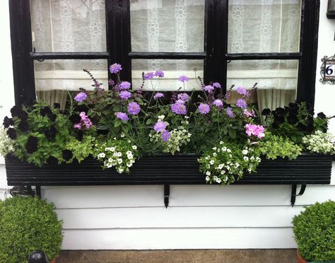 Summer window box planting by Handmade Gardens: Scabiosa, Black Petunias and African Basil Black Petunias, Summer Window, Plant Window, All About Plants, Window Box, Planter Boxes, Container Plants, Petunias, Planting