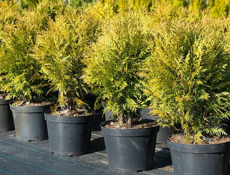 Thuja Occidentalis Guide: How to Grow & Care for “Northern White Cedar” Northern White Cedar, Arborvitae Tree, Thuja Occidentalis, Conifer Trees, White Cedar, Cedar Trees, Ornamental Trees, Liquid Fertilizer, Evergreen Trees