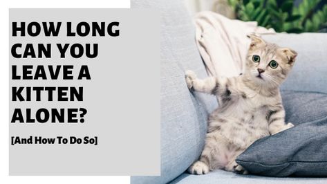 How Long Can You Leave A Kitten Alone? Discover when you can look to start leaving your kitten alone, how long to spend away, what happens if you stay away for too long, if you can leave them overnight and how to keep your kitten safe and content while you are away #kitten #cat #petkitten #petcat #kittencare Kitten Development Stages, 6 Week Old Kitten, Raising Kittens, Kitty Care, Pretty Litter, Stay Alone, Long Cat, Small Kittens, Kitten Care