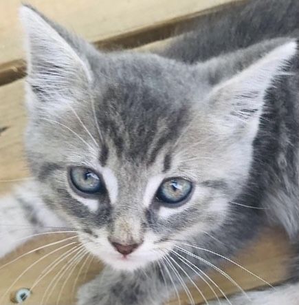 Fluffy kitten resembling Cinderella with bright blue eyes Gray Cat With Green Eyes, Grey And White Cat, Dream's Cat, Bright Blue Eyes, Cat With Blue Eyes, Grey Fur, Cat Room, Purple Eyes, Kitty Cat