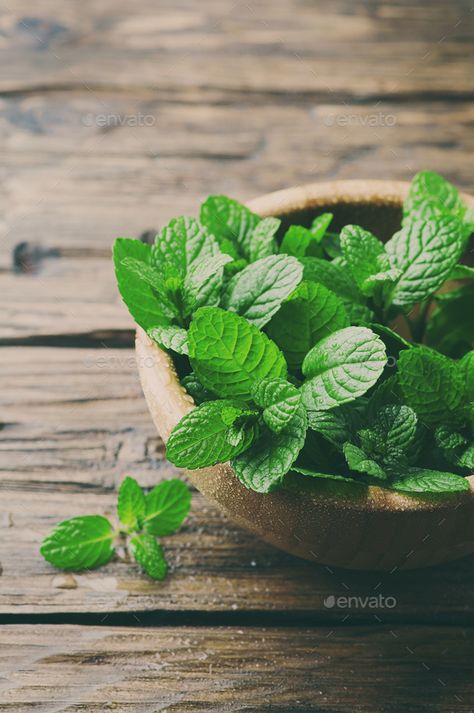 Green fresh mint om the wooden table by OxanaDenezhkina. Green fresh mint om the wooden table, selective focus and toned image #Sponsored #om, #wooden, #mint, #Green Oc Board, Animation Videos, Entertaining Friends, Graphics Animation, Mint Leaves, Fresh Mint, Wooden Table, Wooden Tables, Motion Graphics